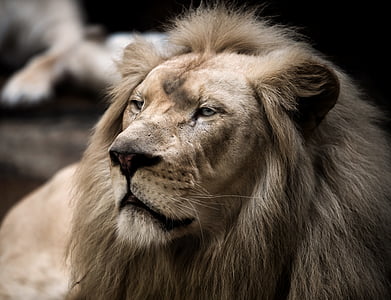 ライオン, ホワイト ライオン, 大きな猫, たてがみ, 目, 自然, wallpapper