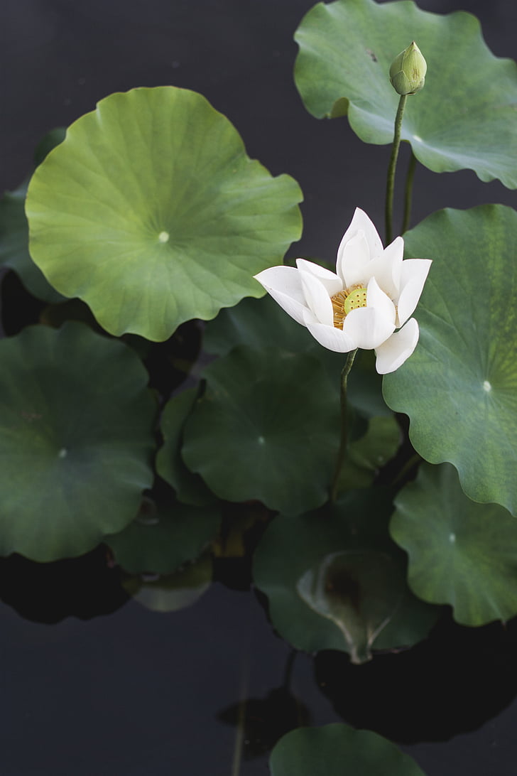 Porträt, Foto, weiß, Lotus, Blume, Wasser, Teich