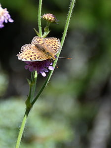 Schmetterling, in der Nähe, Blüte, Bloom, Natur