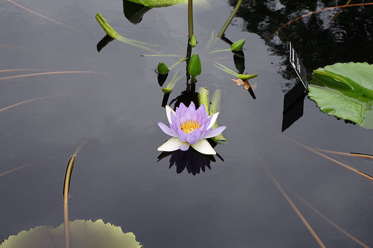 water lily, pond, flower, nature, botany, park, bloom