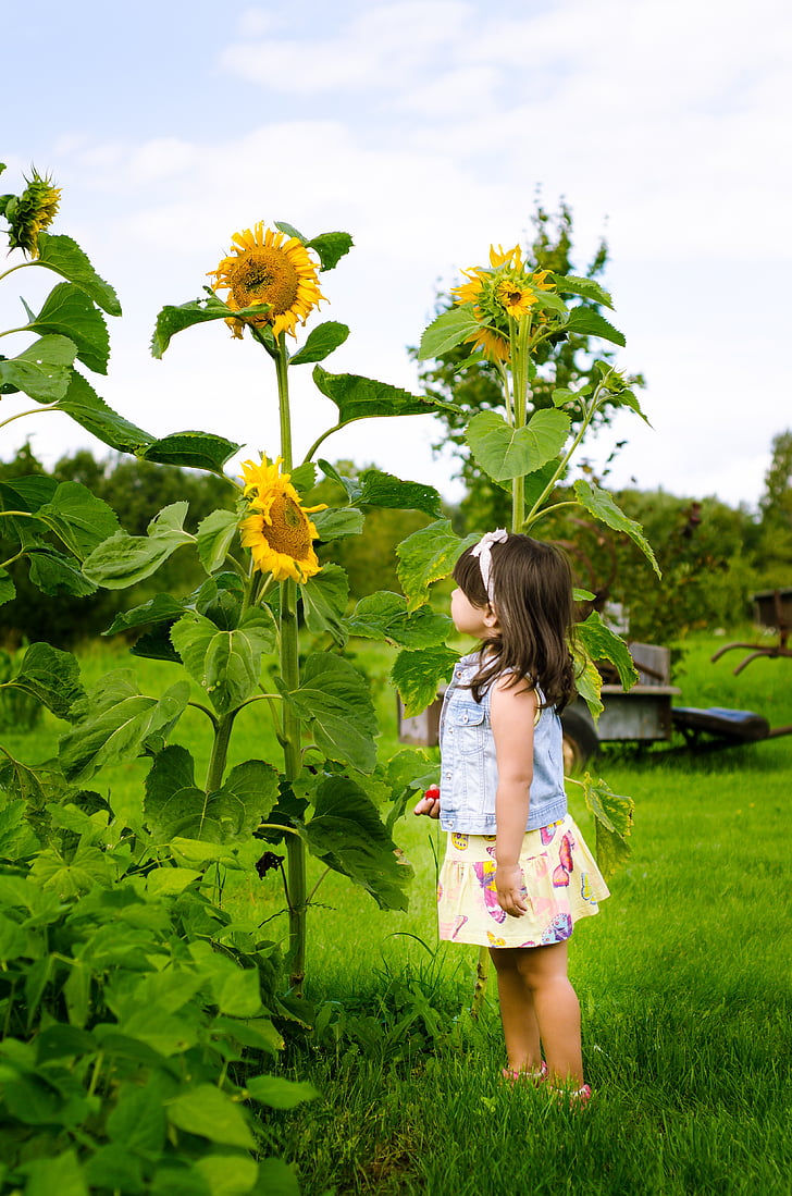 saulespuķes, laukos, dzeltena, meitene, puķe, daba, bērnu