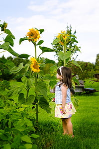 подсолнечник, сельской местности, желтый, девочка, цветок, Природа, ребенок