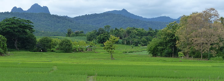 pemandangan, beras, Thailand