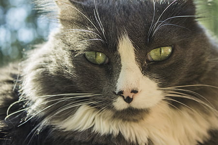 cat, close-up view, meow, domestic cat, pets, domestic animals, whisker