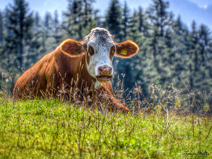 lehmä, Karjaa, Mountain Meadowsin, niitty, laiduntaa