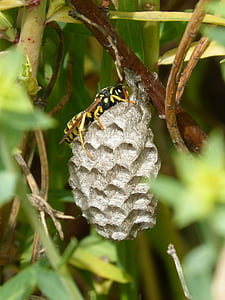 wasp, wasps' nest, hexagons, architecture animal, nest, natural architecture, no people