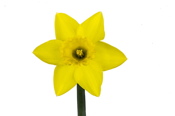 narcis, flower, yellow, white background, bloom, marco, isolated