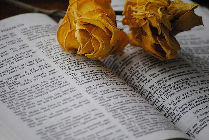 Rose, Sveto pismo, knjiga, verske, vere, cerkev, Sveti