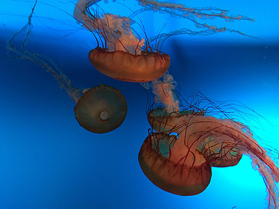 jellyfish, aquarium, rest