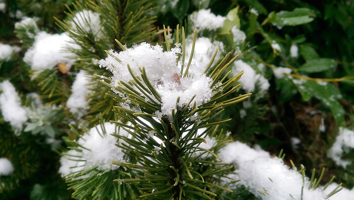 크리스마스 트리, 눈, 겨울, 크리스마스, 트리, 전나무 나무, 지점