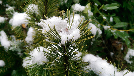 Рождественская елка, снег, Зима, Рождество, дерево, ель, филиал