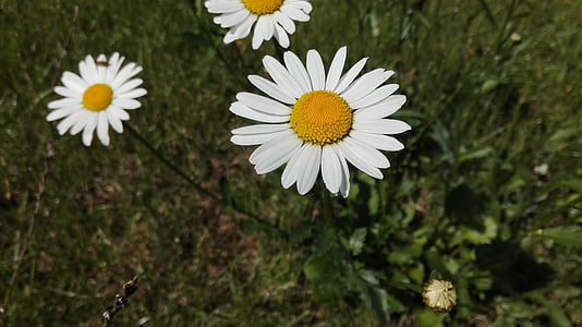 koiranputkea, kukka, Daisy, kevään, kukat
