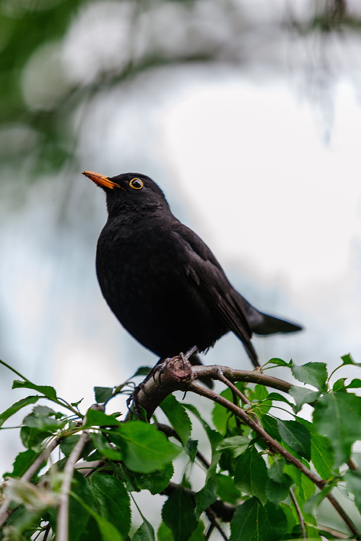 Blackbird, arbre, oiseau, nature, faune, animal, noir