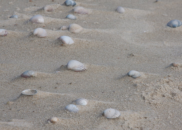 dagnje, pijesak, windspiel, priroda, plaža, životinje, kamenje