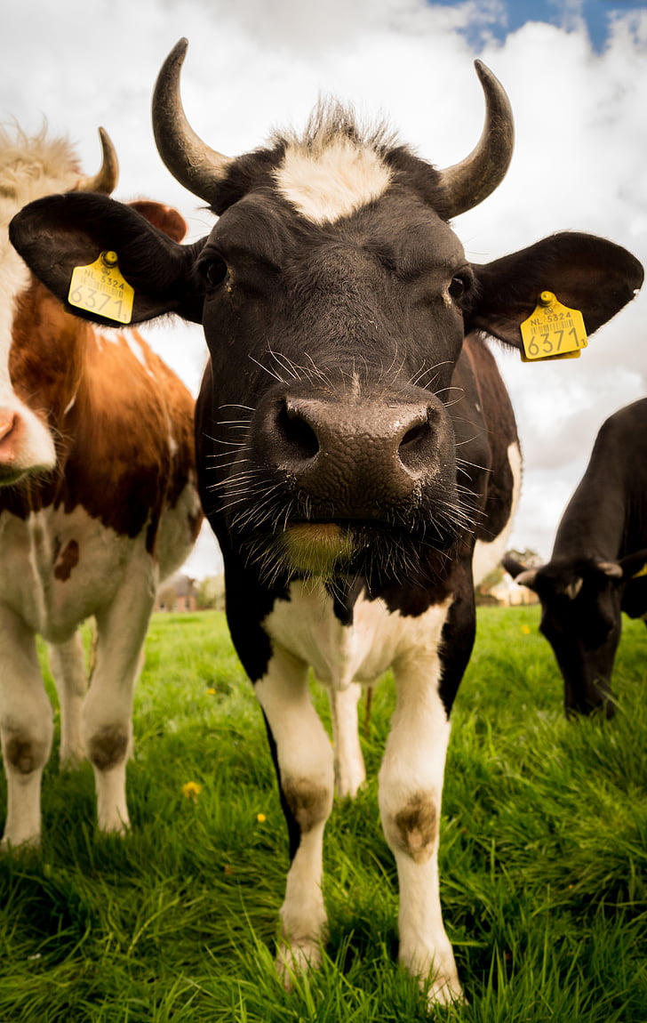noir, blanc, bovins, vaches, animaux, ferme, Meadow