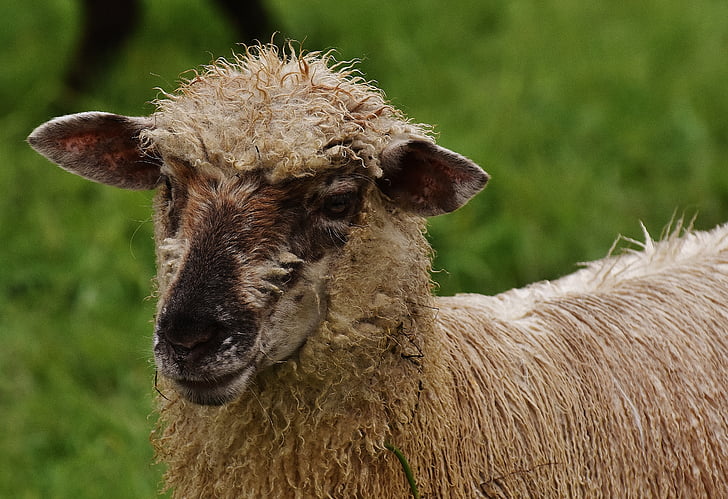ovce, životinja, livada, vuna, pasu, priroda