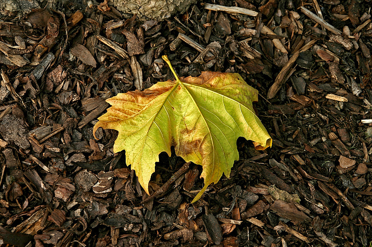 blad, herfst, Herfstbladeren, Val, natuur, bruin, september
