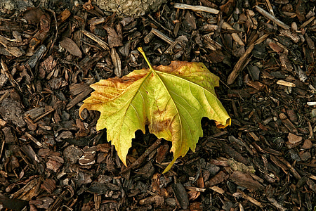 blad, efterår, efterårsblade, falder, natur, brun, september