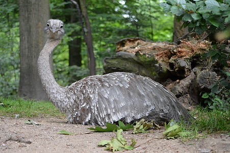 EMU, Devekuşu, Cassowary, kuş, kanatları, geçiş yumuşatma, yaban hayatı