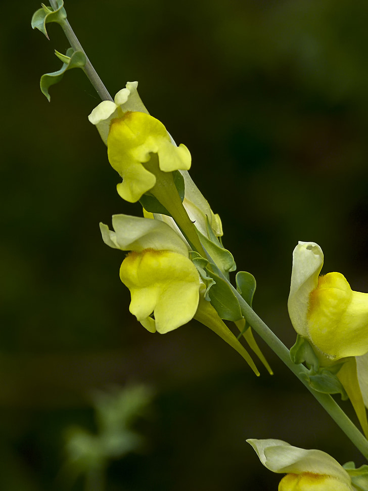 yellow, common snapdragon, snapdragon, antirrhinum majus, garden, flower, nature