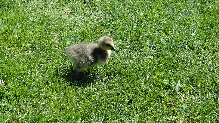 Gosling, Duck, chick, fugl, baby, unge, natur