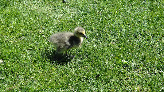 Gosling, canard, poussin, oiseau, bébé, jeune, nature