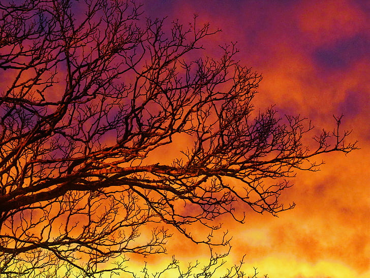 sunset, tree, branches, sky, clouds, outdoors, scenic