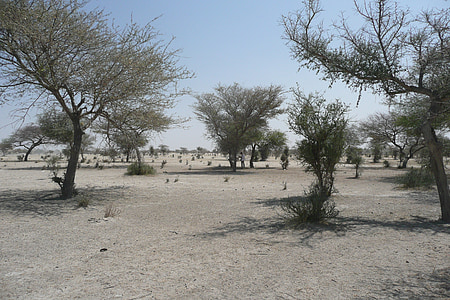 Sahara, Sahel, grm, pijesak, Afrika
