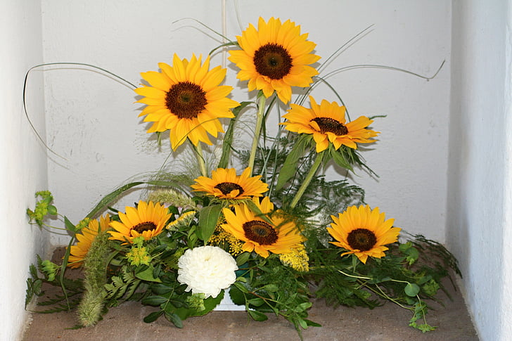 слънце цвете, цветя, лято, жълто, слънце, растителна, слънчогледови семки