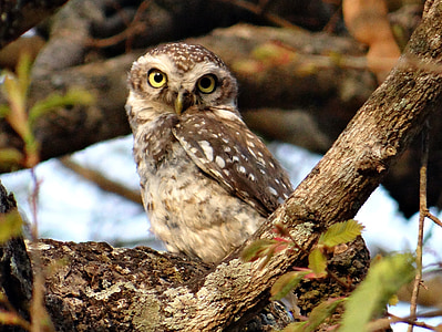 spotted owlet, athene brama, bird, owl, nocturnal, predator, hunter