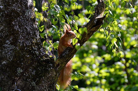 egern, nager, Nuttet, natur, dyr, træ, klatre