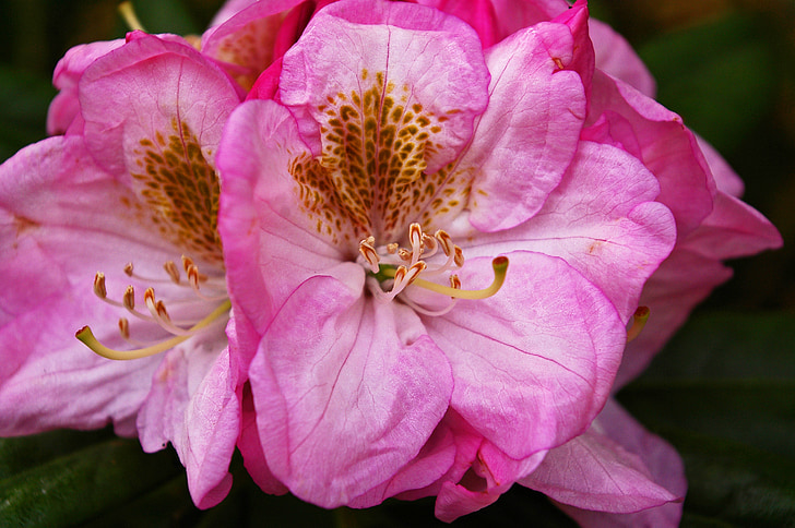 rhododendron, Taman, Blossom, mekar, tanaman, Tutup, merah muda