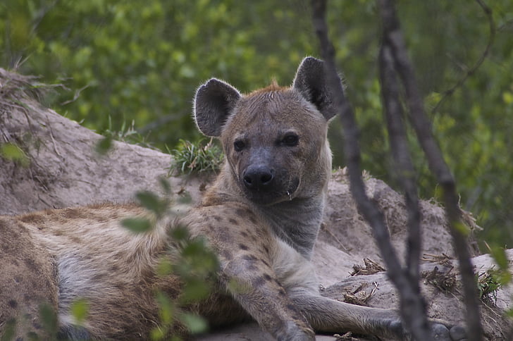 hyena, mrchožrout, volně žijící zvířata, Příroda, Afrika, Safari, Africká