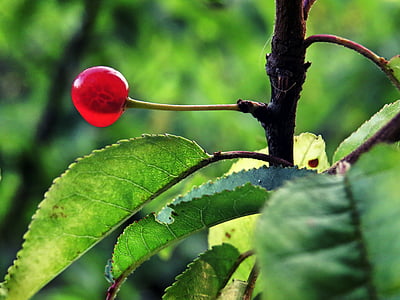 berry, leaf, bush, red, green, nature, fruit