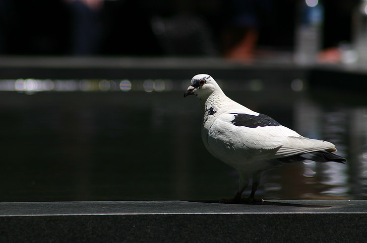 pigeon, bird, water, animal, nature, fountain, city