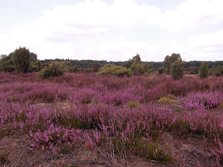 Heide, Heather, august, Lüneburg, lyngheilandskap, rosa, blomster