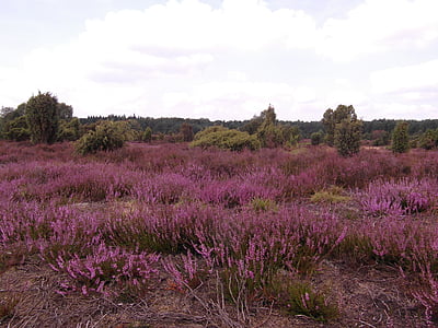 Heide, Heather, Agustus, Lüneburg, hutan kerangas, merah muda, bunga