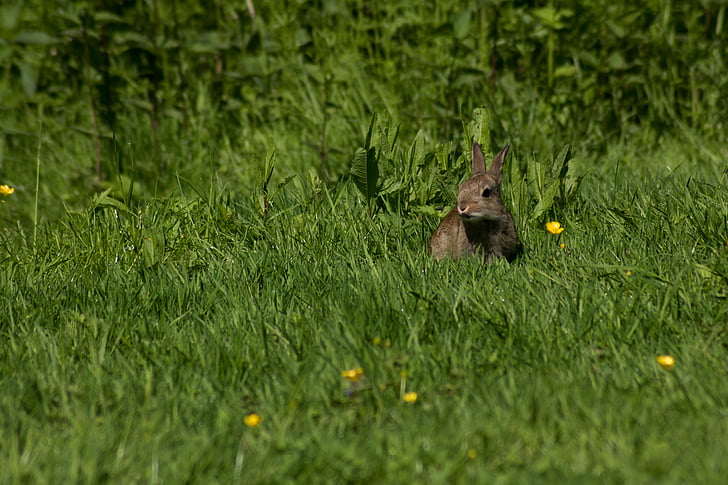 Hare, kanin, eng, natur, støping, byparken, Park