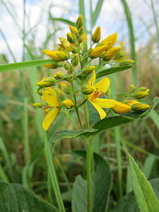 Lysimachia vulgaris, sodo Krwawnica, geltona Krwawnica, sodo geltona Krwawnica, Wildflower, floros, žiedų