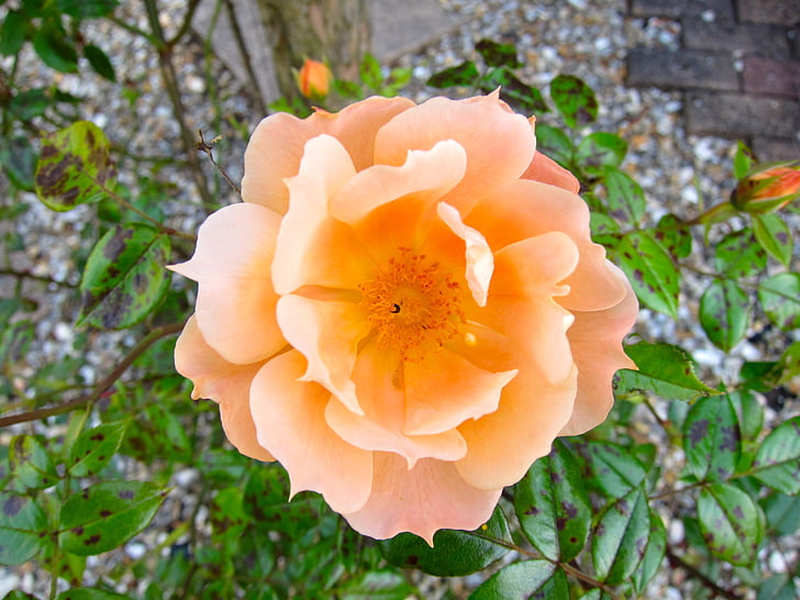 flower, orange, rose, blossom, nature, flowers, plant