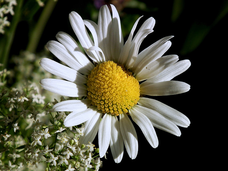 Marguerite, Blossom, mekar, putih, bunga, tanaman, Perbungaan
