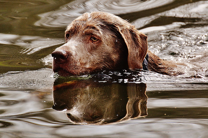 pes, plávať, mokré, vody, smiešny, milý, zviera