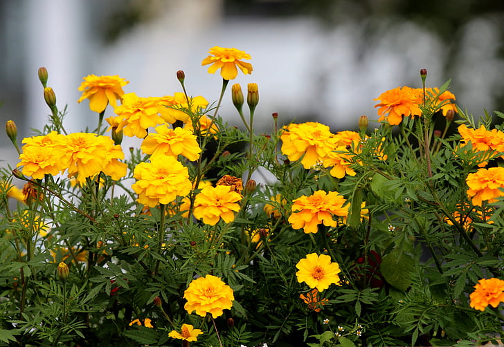 Marigold, fleurs, jaune, une fleur jaune, fleur, fleurs d’été, belle