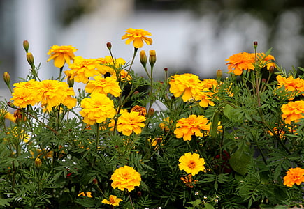 marigold, flowers, yellow, a yellow flower, flower, summer flowers, beautiful