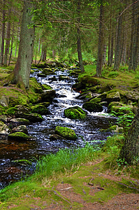 Stream, natuur, bos, water, stenen, landschap, Bank