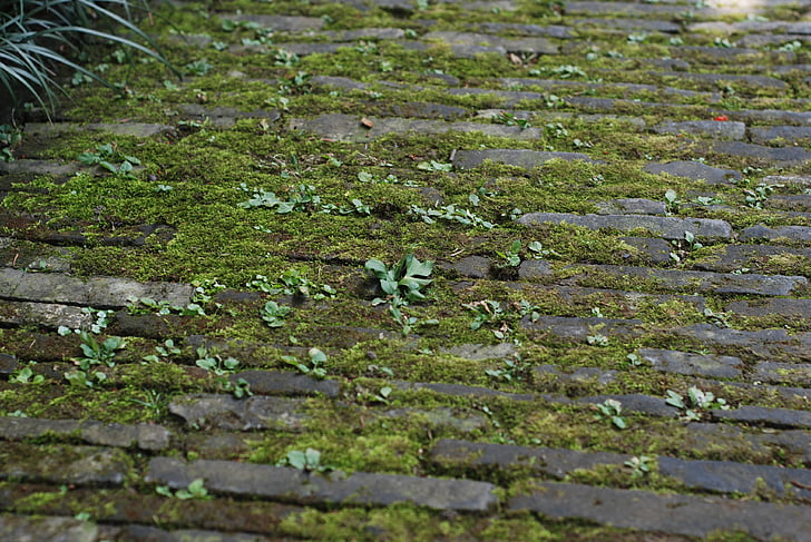 terra, molsa, Maó, natura, a l'exterior, fons, fulla