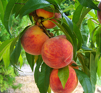 peach, fruit, mature, food, nature, agriculture, ripe