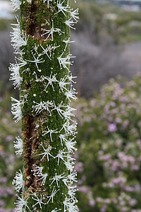 山植物の花, 星花が別れる, ブロッサム, ブルーム, オーストラリア pfahlpfanze