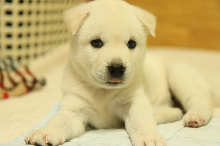 korean jindo, dog, puppy, white fur