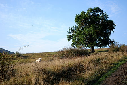 cây, Meadow, con chó, động vật, vật nuôi, màu xanh lá cây, Thiên nhiên